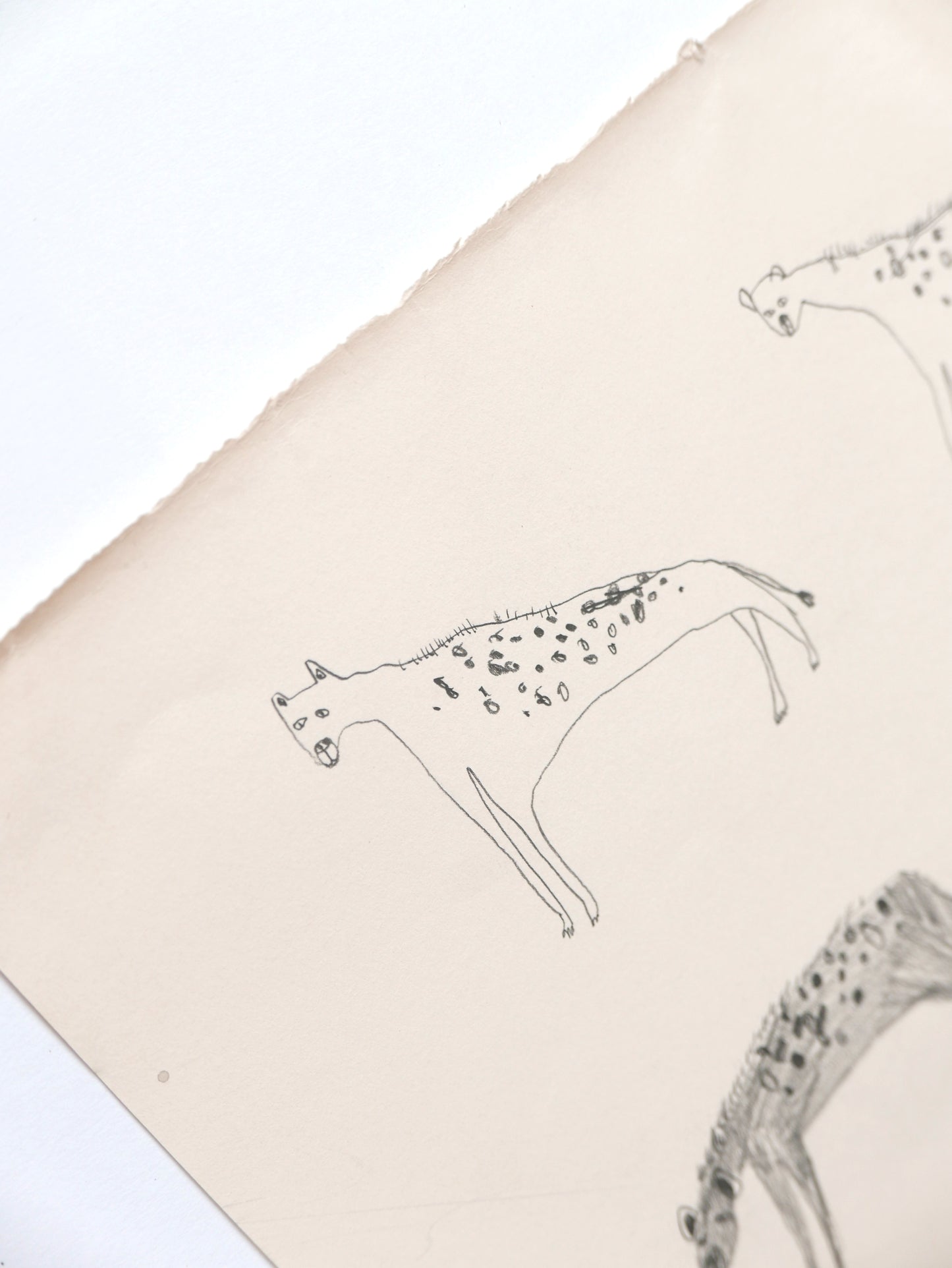 Catalogue of Hyenas
