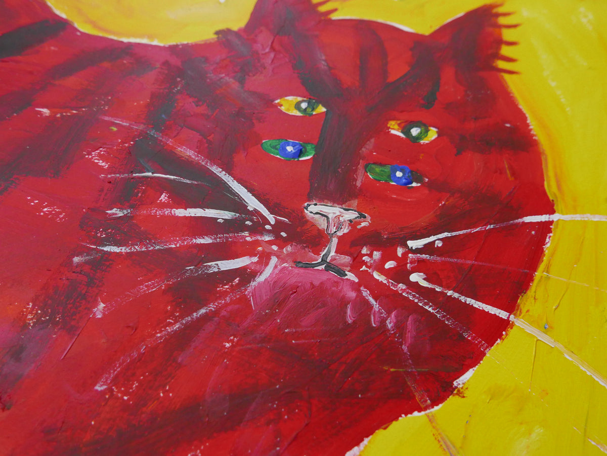 Exotic House Cat