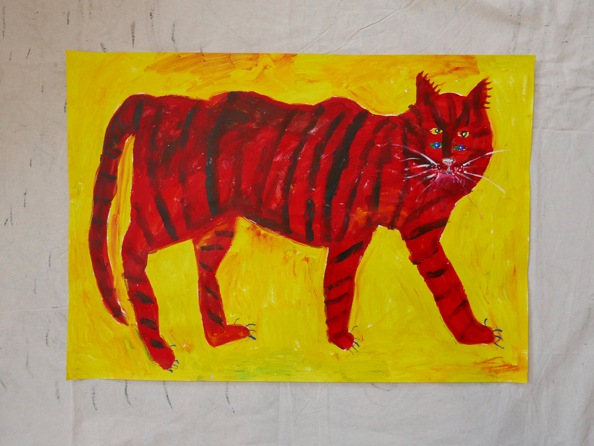 Exotic House Cat