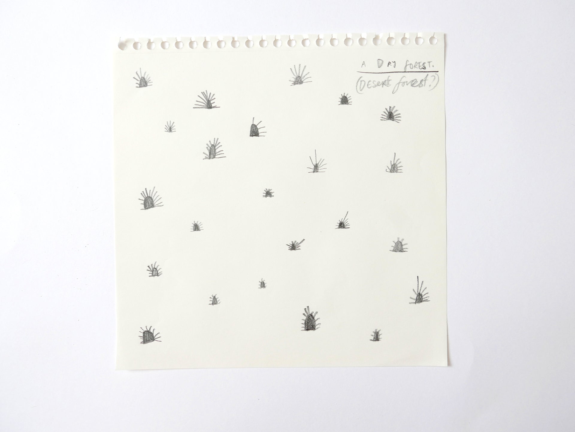 A Dry Forest